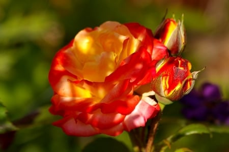 ROSE - leaves, colors, stems, petals