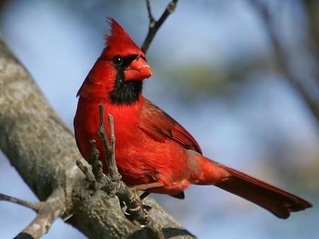 CARDINAL - wings, feather, color, limb