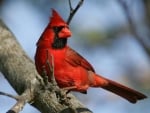 CARDINAL