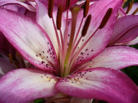 LILY - flower, petals, nature, colors