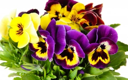 PANSIES - leaves, petals, nature, colors