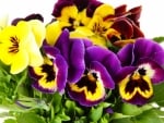 PANSIES