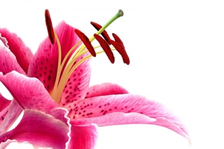 LILY - flower, petals, nature, colors