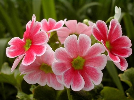 FLOWERS - leaves, nature, colors, petals