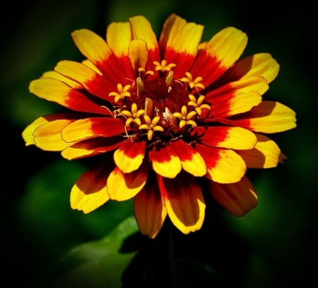 ZINNIA - leaves, petals, nature, colors