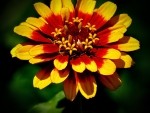 ZINNIA