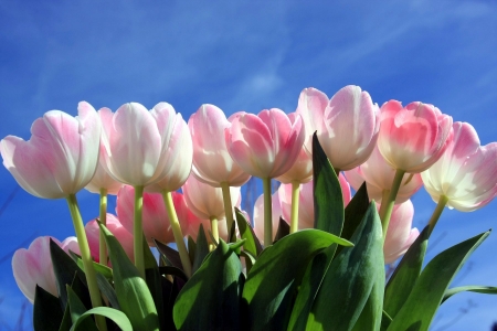 TULIPS - leaves, sky, stems, petals