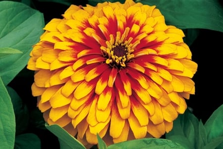 ZINNIA - leaves, petals, nature, colors