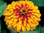 ZINNIA