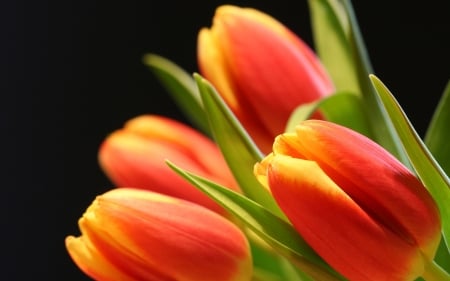 TULIPS - leaves, petals, nature, colors