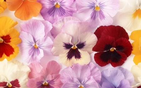 PANSIES - flowers, petals, nature, colors