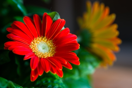 GERBERAS - leaves, nature, colors, petals