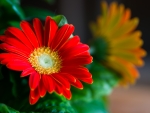 GERBERAS