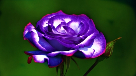 ROSE - nature, colors, stem, petals