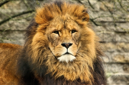 LEO THE LION - STARE, CATS, BIG, MANE