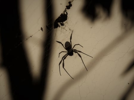 Large spider and web - scary, brisbane, creepy, large spider, photography, spider, web, crawly, nature, halloween, australia