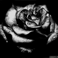 gothic rose