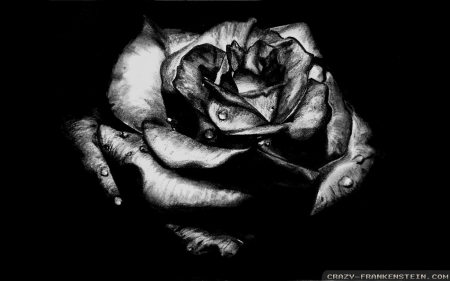 gothic rose - petal, gothic, rose, flower