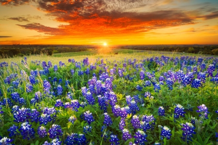 ♥ - field, nature, purple, sky