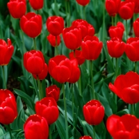 Beautiful tulips