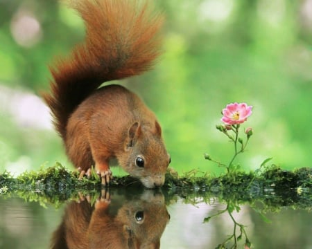 Cute Squirrel - animals, cute, squirrel, reflection