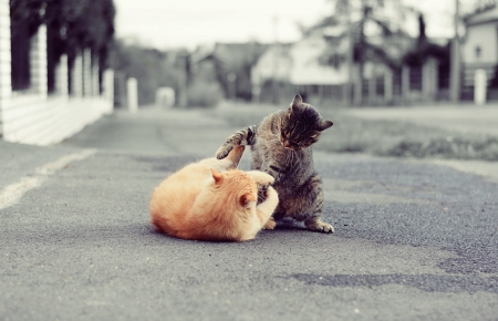 Cute Cats - animals, playing, road, cute, cat