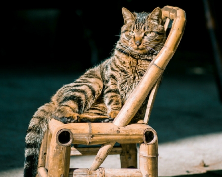 Relaxing Day - cute, animals, cat, chair