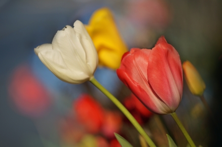 Beautiful Tulips - colors, tulip, garden, flower