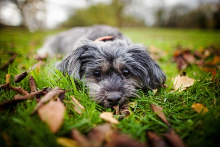 Hello - garden, animal, cute, dog