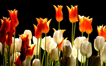 Spring Tulips - white, tulips, flowers, black, spring