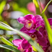 Pink orchids