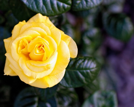 Beautiful Yellow Rose - flowers, nature, yellow, rose, petals