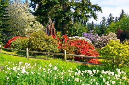 Park with daffodils