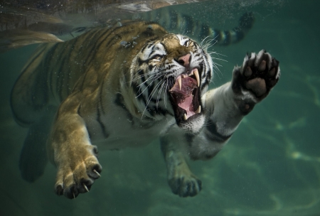 Tiger - animal, paw, underwater, chris d elia, tiger, wild, fang