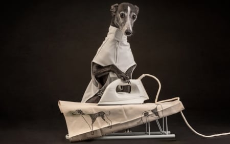 Busy dog - funny, creative, iron, caine, situation, dog, animal, ironing, cute