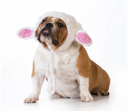 Funny dog - funny, animal, pink, caine, white, bulldog, ears, hat, paw, bunny, dog