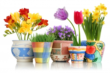 Spring Flowers - pots, tulips, daffodils, plants, still life, spring, freesia, flowers, grass