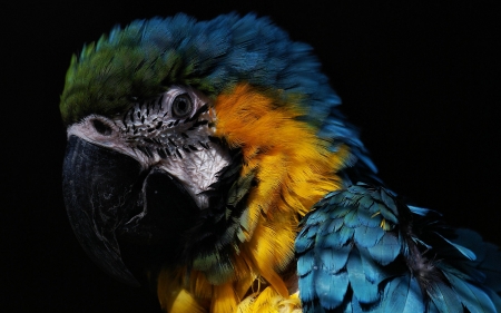 Parrot - white, pasare, bird, black, parrot, yellow, blue