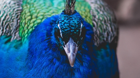 Peacock - bird, paun, peacock, blue, green, pasare, feather