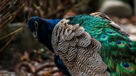 Peacock - feather, pasare, bird, paun, peacock, blue, green