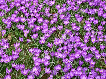 Crocuses - crocus, pink, green, field, spring