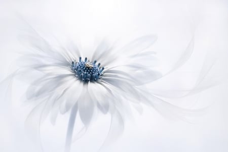 Flower - abstract, white, blue, daisy, flower