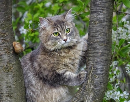 Spring walk - branch, tree, snail, cat, pisica, animal, paw, green, cute, daykiney