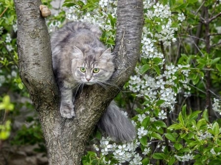 Preparing for a jump - spring, flower, tree, cat, pisica, animal, paw, green, jump, daykiney