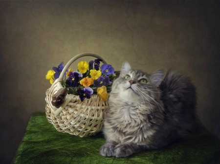 Dreamer - spring, flower, cat, basket, pisica, animal, cute, pansy, daykiney