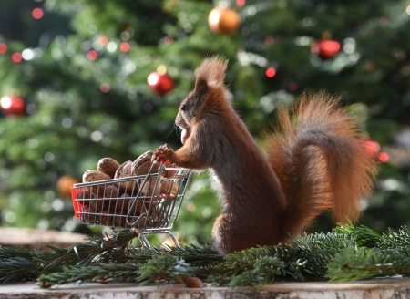 Gone Shopping - nuts, cart, squirrel, funny