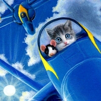 Blue Angel Kitty