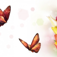 Tulips & Butterflies