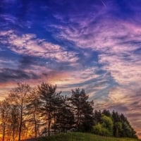 Pink Sunset Above the Trees