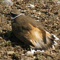 Killdeer Protecting Nest